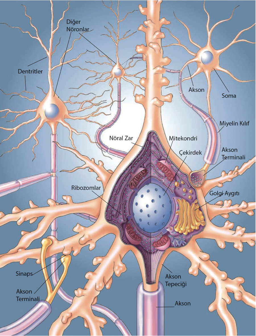 Нервная клетка. Нейрон. Клетки головного мозга. Нейронная клетка.