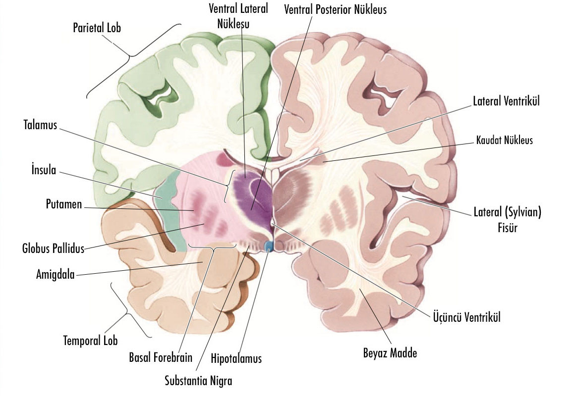 Resim 16 - Ön Beyin ve Orta Talamus