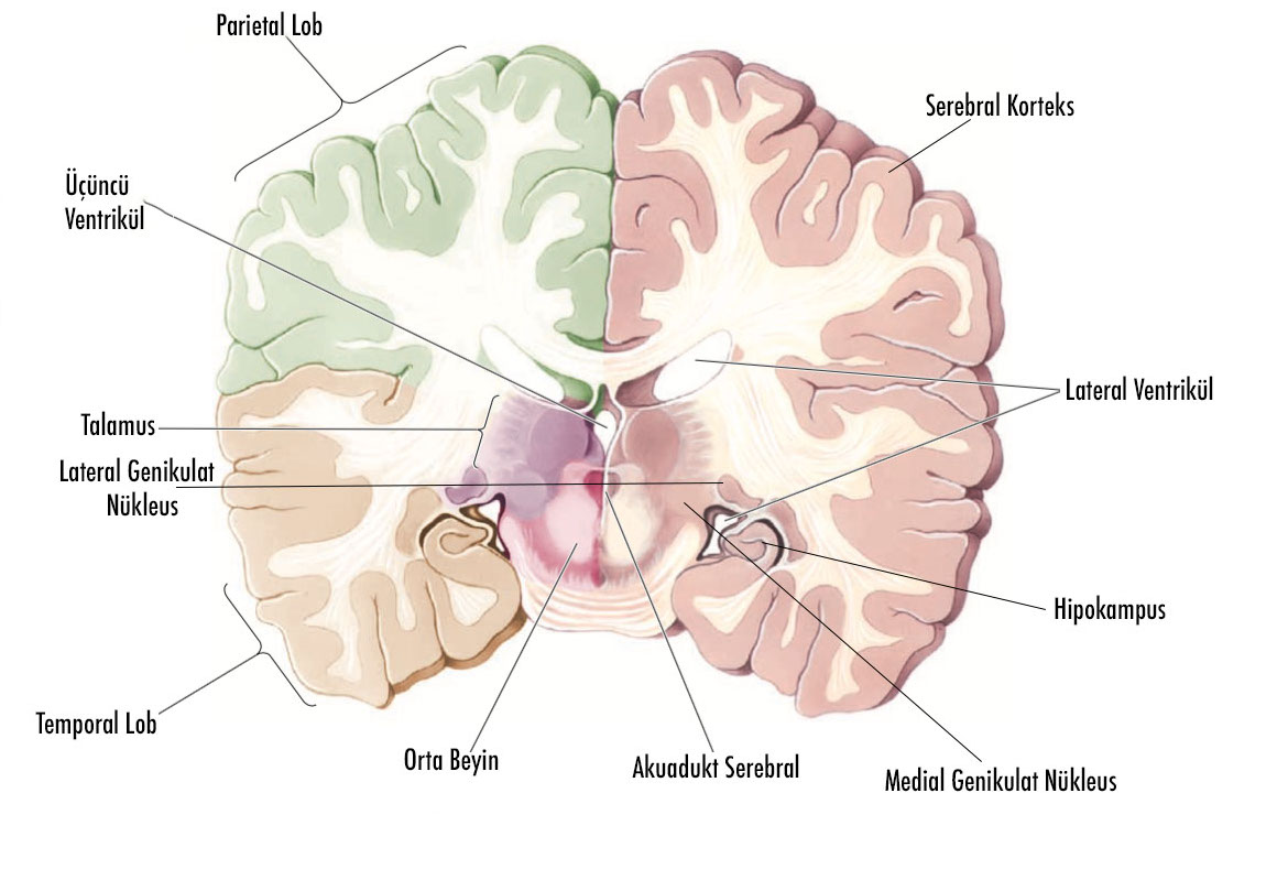 Resim 17 - Talamus Orta Beyin Kesişimi