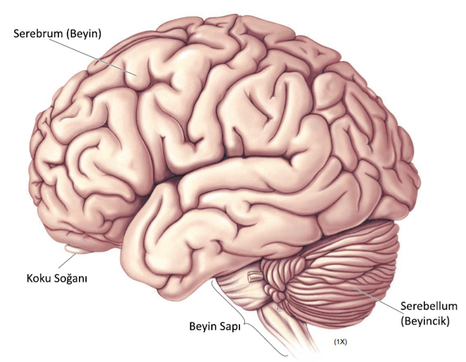 Resim 5 - Beynin Lateral Yüzeyi