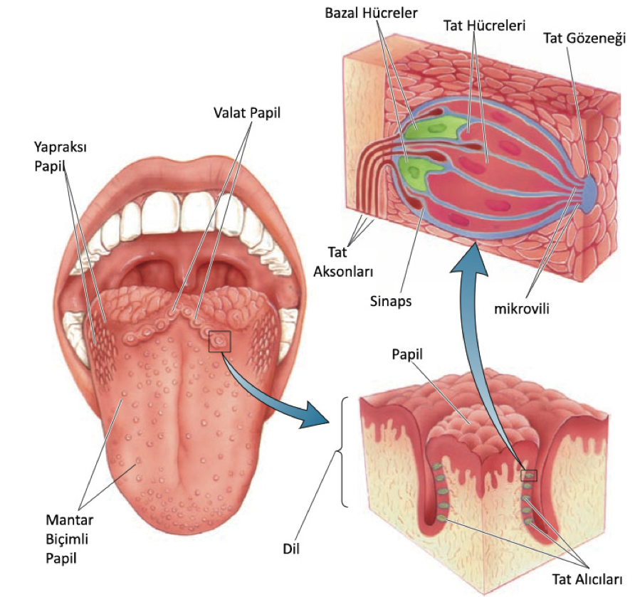 6.4 - Dilin Yapısı