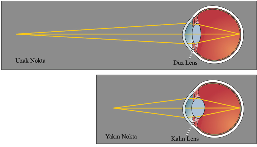 Şekil 3 - Lenslerin Etkisi