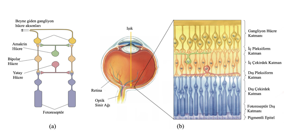 Şekil 4 - Retinanın Hücresel Yapısı