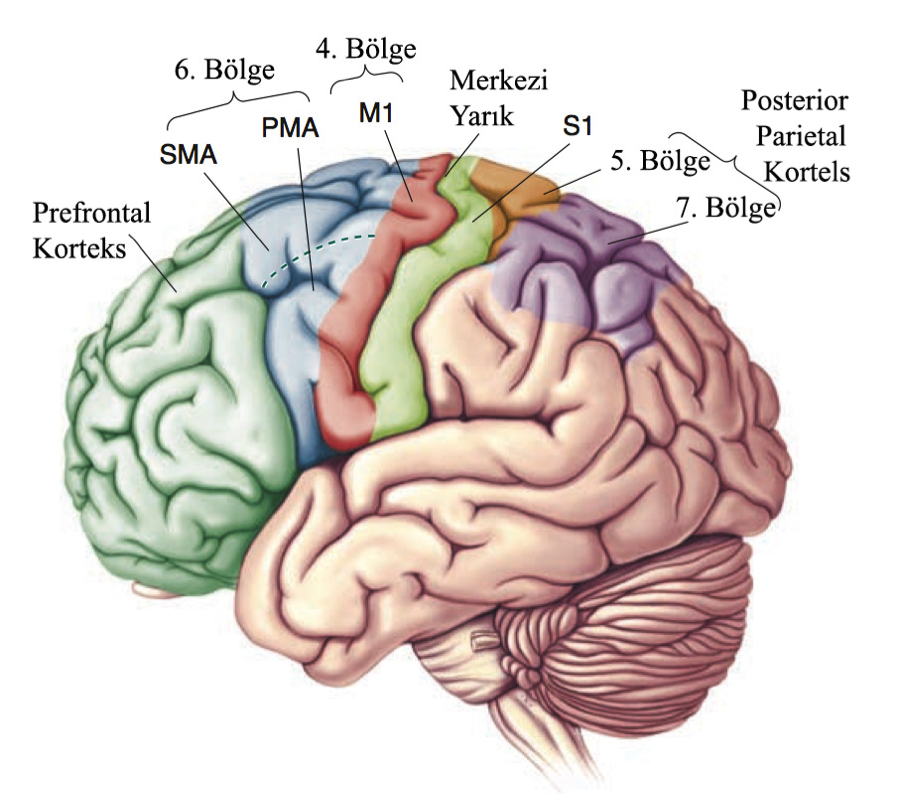 Brain 2024. Головной мозг. Части мозга. Части мозга на английском. Доли мозга.